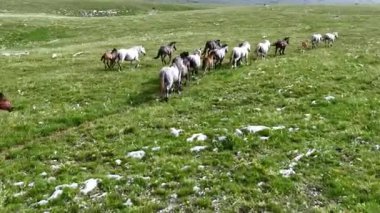 Yeşil çayırlarda koşan Vahşi At