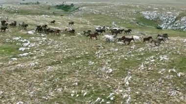 Yeşil çayırlarda koşan Vahşi At