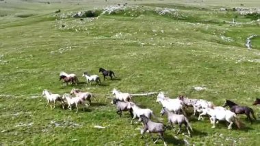 Yeşil çayırlarda koşan Vahşi At