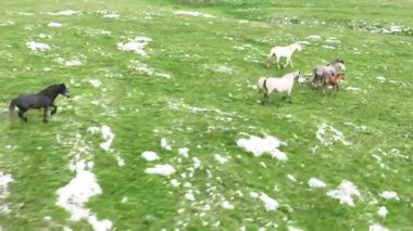 Yeşil çayırlarda koşan Vahşi At