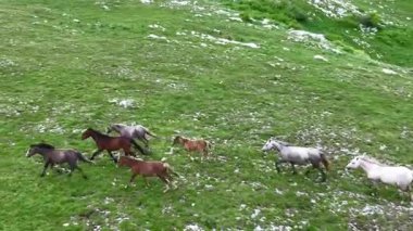 Yeşil çayırlarda koşan Vahşi At