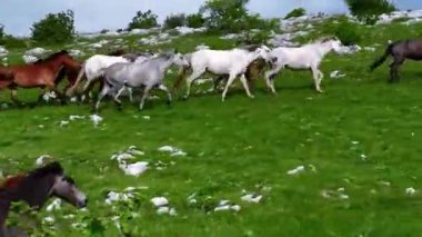 Yeşil çayırlarda koşan Vahşi At