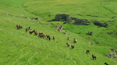 Yeşil çayırlarda koşan Vahşi At