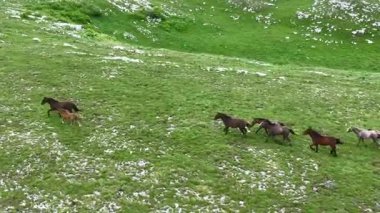 Yeşil çayırlarda koşan Vahşi At