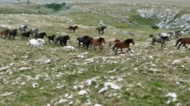 Yeşil çayırlarda koşan Vahşi At