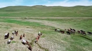 Yeşil çayırlarda koşan Vahşi At