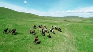 Yeşil çayırlarda koşan Vahşi At