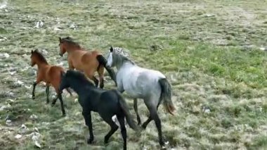 Yeşil çayırlarda koşan Vahşi At