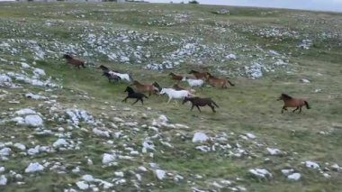 Yeşil çayırlarda koşan Vahşi At