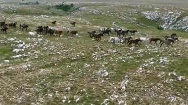 Yeşil çayırlarda koşan Vahşi At