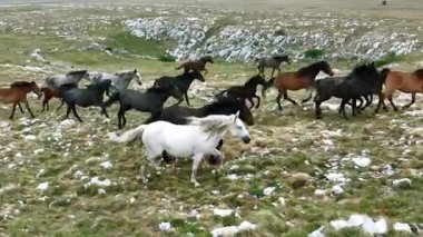 Yeşil çayırlarda koşan Vahşi At