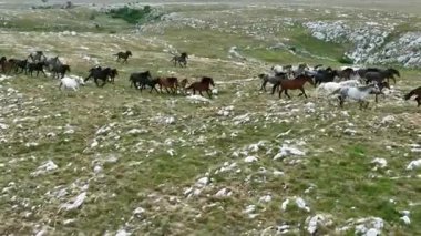 Yeşil çayırlarda koşan Vahşi At