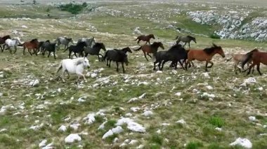 Yeşil çayırlarda koşan Vahşi At