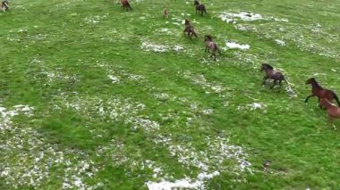 Yeşil çayırlarda koşan Vahşi At