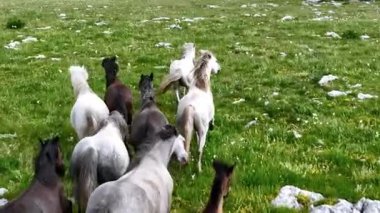Yeşil çayırlarda koşan Vahşi At
