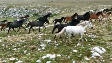 Yeşil çayırlarda koşan Vahşi At