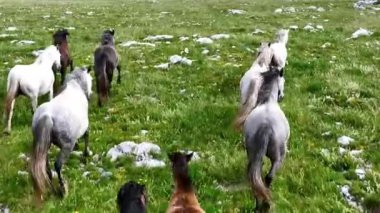 Yeşil çayırlarda koşan Vahşi At