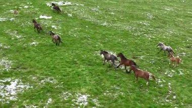 Yeşil çayırlarda koşan Vahşi At