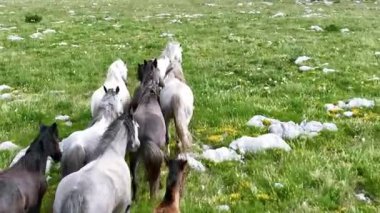 Yeşil çayırlarda koşan Vahşi At