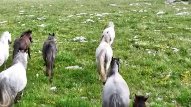 Yeşil çayırlarda koşan Vahşi At