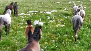 Yeşil çayırlarda koşan Vahşi At