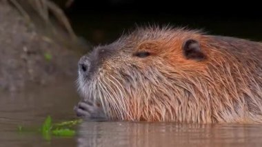 Susamuru Başının Su Yüzeyinin Üzerinde Yakın Çekimi 