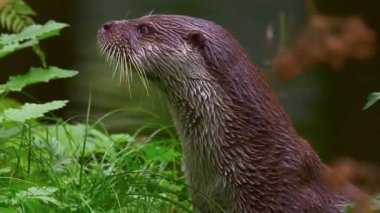  Yeşil Nehir kıyısında Su Samuru Alarmı