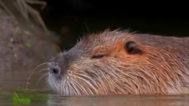 Susamuru Başının Su Yüzeyinin Üzerinde Yakın Çekimi 