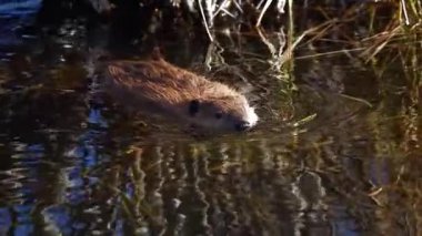 Susamuru Başının Su Yüzeyinin Üzerinde Yakın Çekimi 