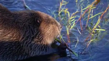 Geriye Yüzen Su Samuru ve Kürk dokusu
