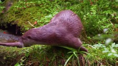  Kayalık Akıntıda Su Samuru Sıçrıyor.