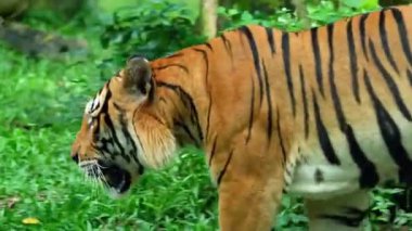  Bengal Kaplanı Ormanda Yürüyor.