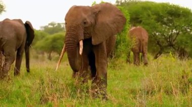 Savannah Çimlerinde Fil Çayırı