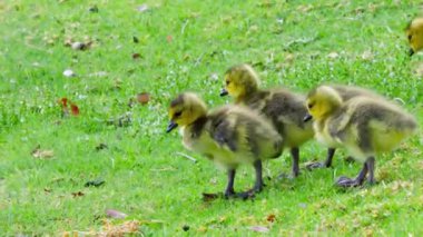 Goslings Çimenlikteki Anne Kaz 'ı İzliyor.