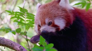 Kızıl Panda Gölgede Dinleniyor.