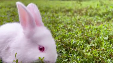 Beyaz Tavşan Çimeni Koklarken