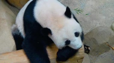 Dev Panda İçerde Dinleniyor.