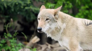 Kurt Ormanın Kıyısından İzliyor