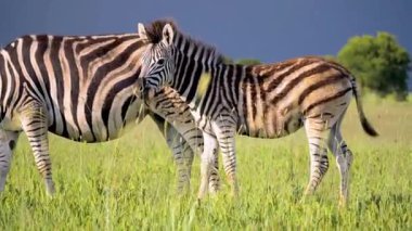 Zebralar birbirine sokuluyor.