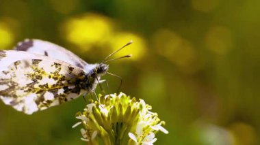 Kelebek Sarı Çiçeğe İniyor.