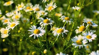  Parlak Daisy Çiçekleri Açtı.