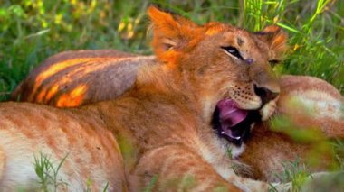 Aslan güneşte dinleniyor.