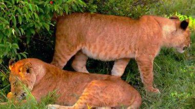 Yabani Puma Otlakta Avlanıyor.