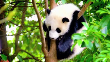 Dev Panda Ormandaki Ağaçlara Tırmanıyor.