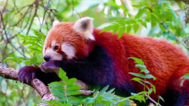 Sevimli Kızıl Panda Ağaçta Dinleniyor