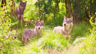  Kurt Sürüsü Güneş Işığı Ormanı 'nda Dinleniyor