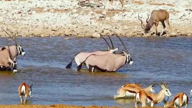 Herd 'deki Vahşi Antiloplar Nehri Geçiyor.