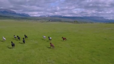Açık Tarlalarda ve Otlaklarda Koşan Vahşi Atlar