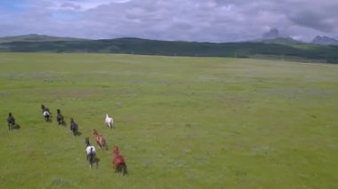 Açık Tarlalarda ve Otlaklarda Koşan Vahşi Atlar