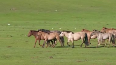 Açık Tarlalarda ve Otlaklarda Koşan Vahşi Atlar
